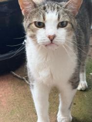 Reunited Unknown Cat last seen East Sprague and Stockton Street, Winston-Salem, NC 27127