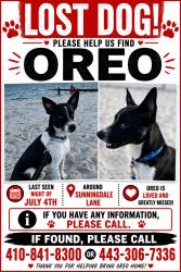 Lost Male Dog last seen Dor, Severn, MD 21076