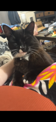 Lost Male Cat last seen Meadow park middle school, Beaverton, OR 97006