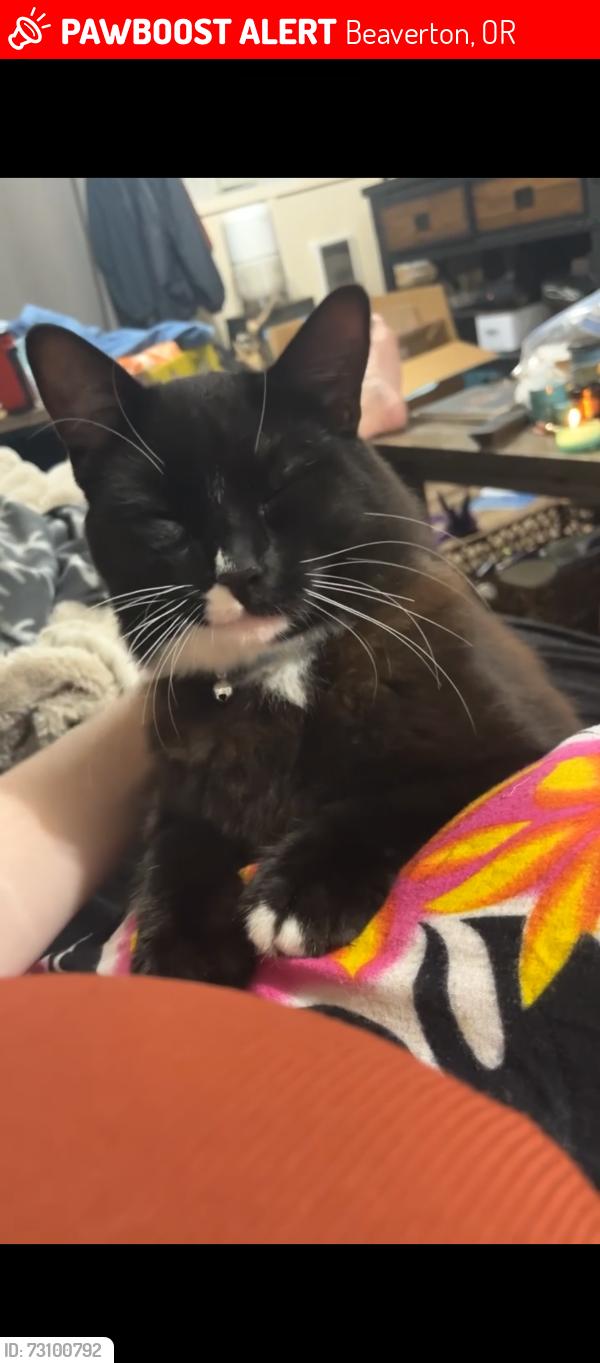 Lost Male Cat last seen Meadow park middle school, Beaverton, OR 97006