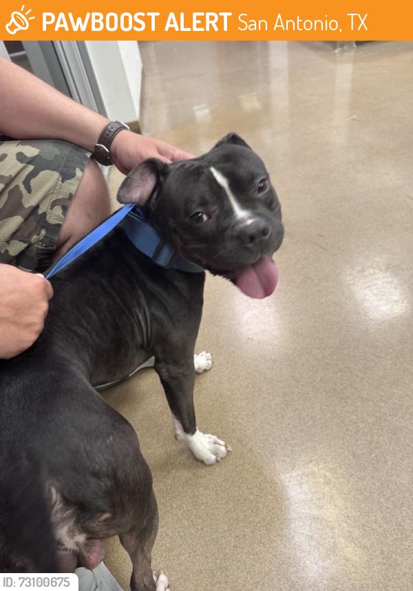 Found/Stray Male Dog last seen Huebner/Evers; Leon Valley Elementary - 7111 Huebner Rd, San Antonio, TX 78240, San Antonio, TX 78240