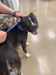 Found/Stray Male Dog last seen Huebner/Evers; Leon Valley Elementary - 7111 Huebner Rd, San Antonio, TX 78240, San Antonio, TX 78240