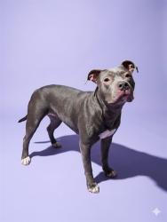 Shelter Stray Female Dog last seen Near BLOCK EVERGREEN AVE, 2020 Forest St, Jacksonville, FL 32204, USA