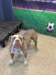 Shelter Stray Male Dog last seen Near BLOCK NW 7 ST, 3599 NW 79th Ave, Doral, FL 33122, USA