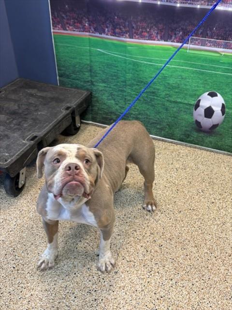 Shelter Stray Male Dog last seen Near BLOCK NW 7 ST, 3599 NW 79th Ave, Doral, FL 33122, USA