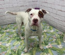 Shelter Stray Male Dog last seen Near BLOCK CHURCH ST DETROIT, MI 48216, 7401 Chrysler Dr, Detroit, MI 48211, USA