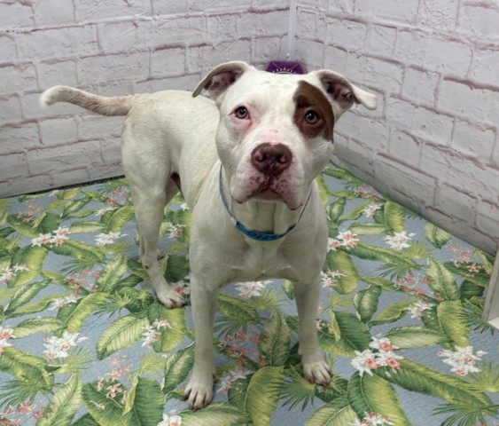 Shelter Stray Male Dog last seen Near BLOCK CHURCH ST DETROIT, MI 48216, 7401 Chrysler Dr, Detroit, MI 48211, USA
