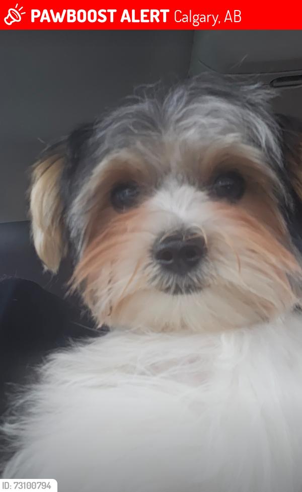 Lost Male Dog last seen Robson Crescent SE, Calgary, AB 