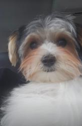 Lost Male Dog last seen Robson Crescent SE, Calgary, AB 