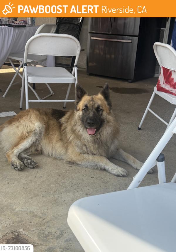 Found/Stray Male Dog last seen Running Gait Ln and Fagan Dr, Riverside, CA 92509