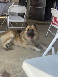 Found/Stray Male Dog last seen Running Gait Ln and Fagan Dr, Riverside, CA 92509