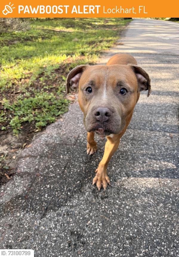 Found/Stray Female Dog last seen Rose Avenue and Clarion, Lockhart, FL 32810