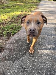 Found/Stray Female Dog last seen Rose Avenue and Clarion, Lockhart, FL 32810