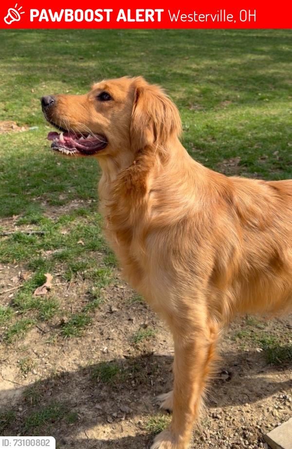 Lost Female Dog last seen Worthington road, Westerville, OH 43082