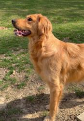 Lost Female Dog last seen Worthington road, Westerville, OH 43082