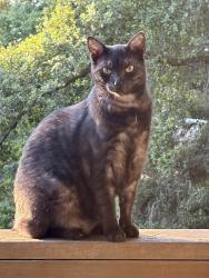 Lost Male Cat last seen Occidental Rd/ Facedini Rd., Sebastopol, CA 95472