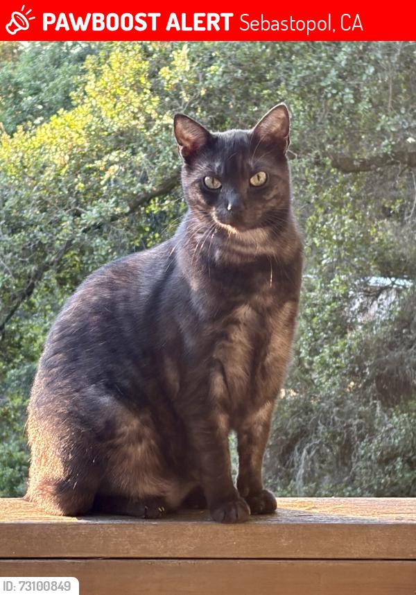 Lost Male Cat last seen Occidental Rd/ Facedini Rd., Sebastopol, CA 95472