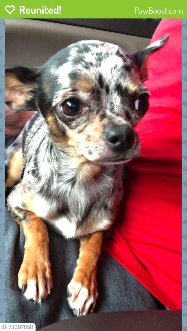 Reunited Male Dog last seen Fairfield and Marteau , Broussard, LA 70518