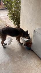 Lost Female Dog last seen Houston Ave Visalia CA, Visalia, CA 93291