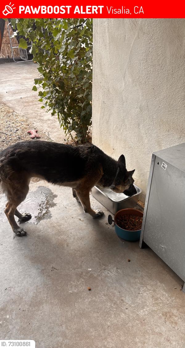 Lost Female Dog last seen Houston Ave Visalia CA, Visalia, CA 93291