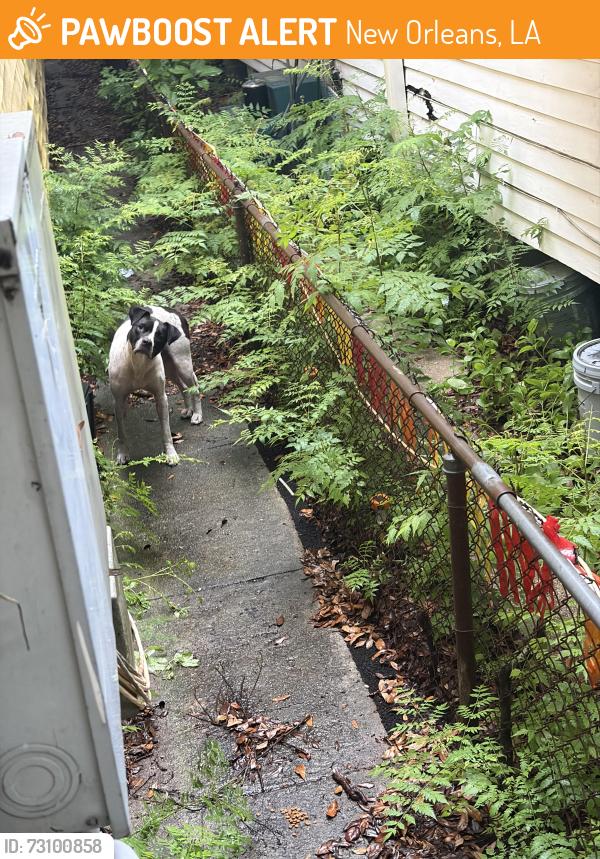 Found/Stray Male Dog last seen Poland Ave and Urquhart , New Orleans, LA 70117