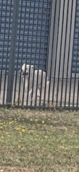 Found/Stray Unknown Dog last seen Big red barn self stoeage, Killeen, TX 76549
