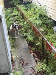 Found/Stray Male Dog last seen Poland Ave and Urquhart , New Orleans, LA 70117