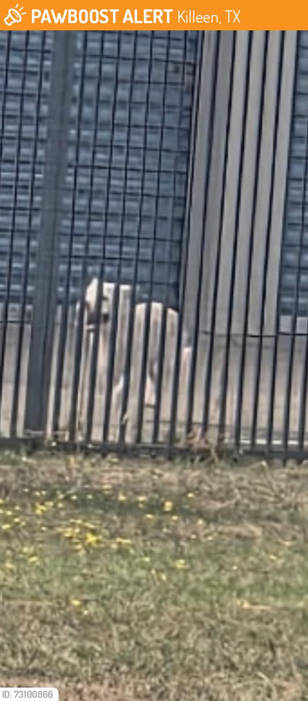 Found/Stray Unknown Dog last seen Big red barn self stoeage, Killeen, TX 76549