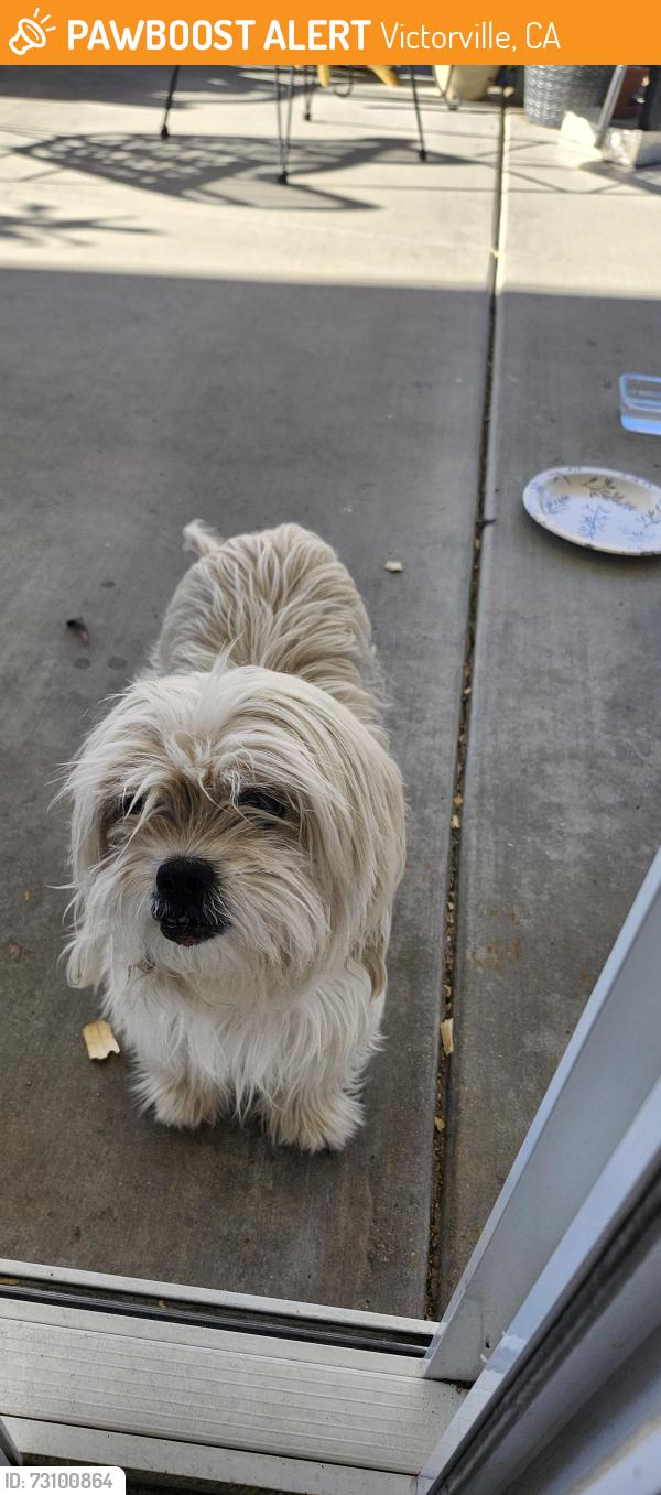 Found/Stray Female Dog last seen Dos palmas, Victorville, CA 92392