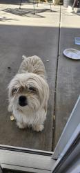Found/Stray Female Dog last seen Dos palmas, Victorville, CA 92392