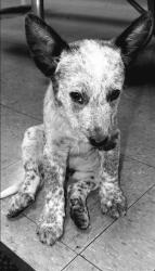 Found/Stray Male Dog last seen Airport way, Stockton, Stockton, CA 95206