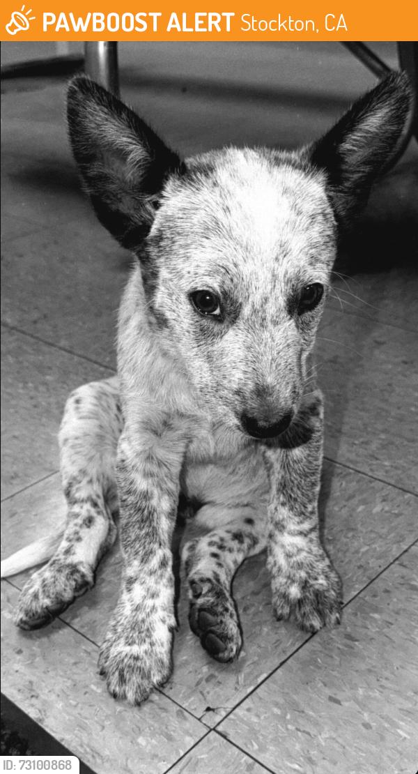 Found/Stray Male Dog last seen Airport way, Stockton, Stockton, CA 95206