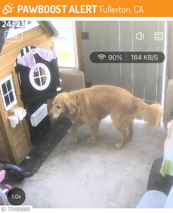 Found/Stray Male Dog last seen Magnolia and Olive, Fullerton, CA 92833