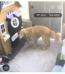Found/Stray Male Dog last seen Magnolia and Olive, Fullerton, CA 92833