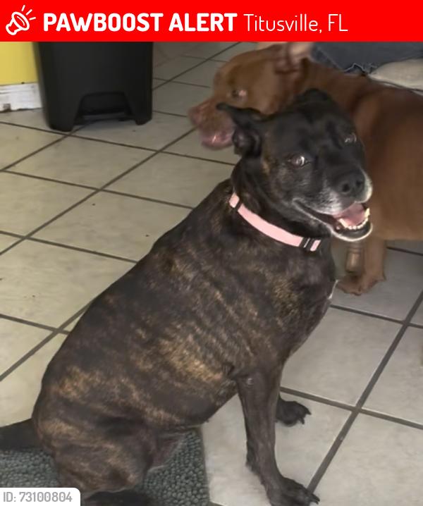 Lost Female Dog last seen Ellen dr near Singleton Ave and Dairy Rd in North Titusville, Titusville, FL 32796