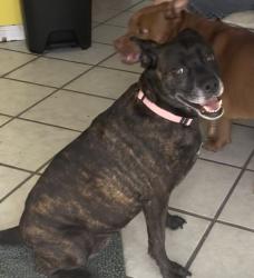 Lost Female Dog last seen Ellen dr near Singleton Ave and Dairy Rd in North Titusville, Titusville, FL 32796
