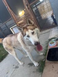 Reunited Male Dog last seen Ramona Highschool, Riverside, CA 92504
