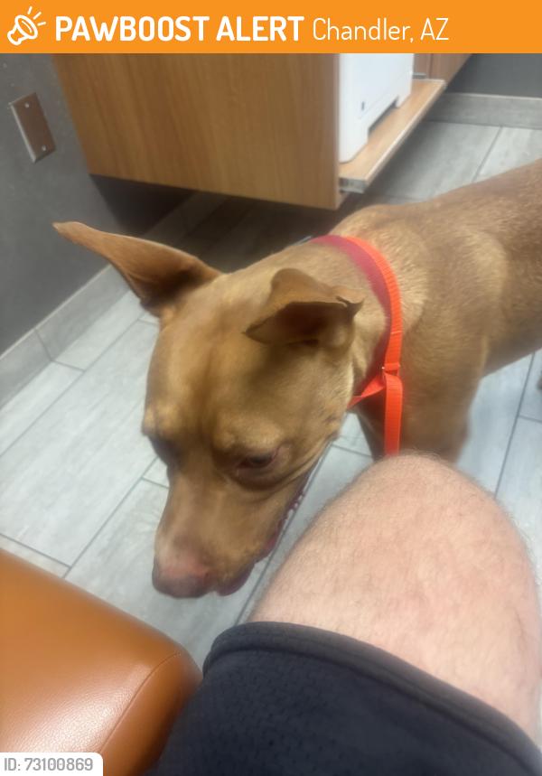 Found/Stray Female Dog last seen Arrowhead and Chandler, Chandler, AZ 85224