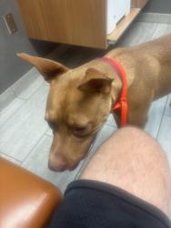 Found/Stray Female Dog last seen Arrowhead and Chandler, Chandler, AZ 85224