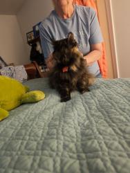 Lost Female Cat last seen Hughes and Tryon Road, Longview, TX 75601