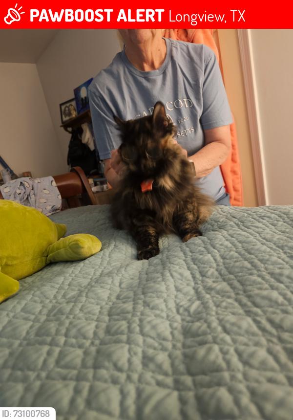Lost Female Cat last seen Hughes and Tryon Road, Longview, TX 75601