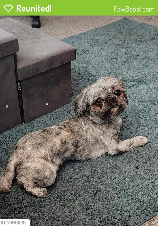 Reunited Male Dog last seen Swain and lake Worth road behind Hoffman's chocolates, Greenacres, FL 33463