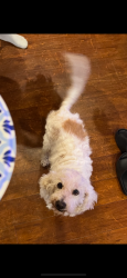 Lost Male Dog last seen Alondra Ave, Bellflower, CA 90706