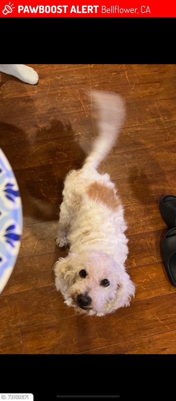 Lost Male Dog last seen Alondra Ave, Bellflower, CA 90706