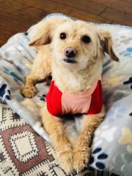 Lost Female Dog last seen South Hampton and Wellington in Pinelake Park, Toms River, NJ 08757