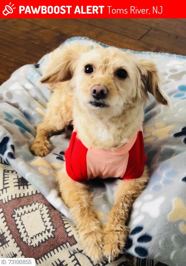 Lost Female Dog last seen South Hampton and Wellington in Pinelake Park, Toms River, NJ 08757