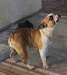 Reunited Female Dog last seen Near Bidwell Ln, Fontana, CA 92336, USA, Fontana, CA 92336