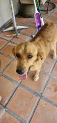 Reunited Female Dog last seen Titanic & Park North Drive, El Paso, TX 79904