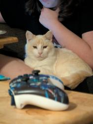 Lost Male Cat last seen Reedy Grove Church, Waterloo, SC 29384