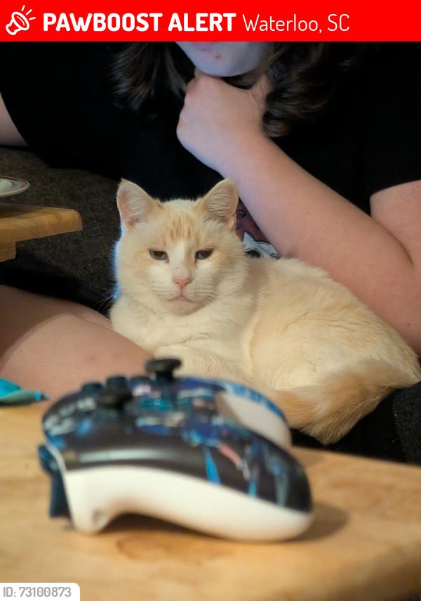 Lost Male Cat last seen Reedy Grove Church, Waterloo, SC 29384
